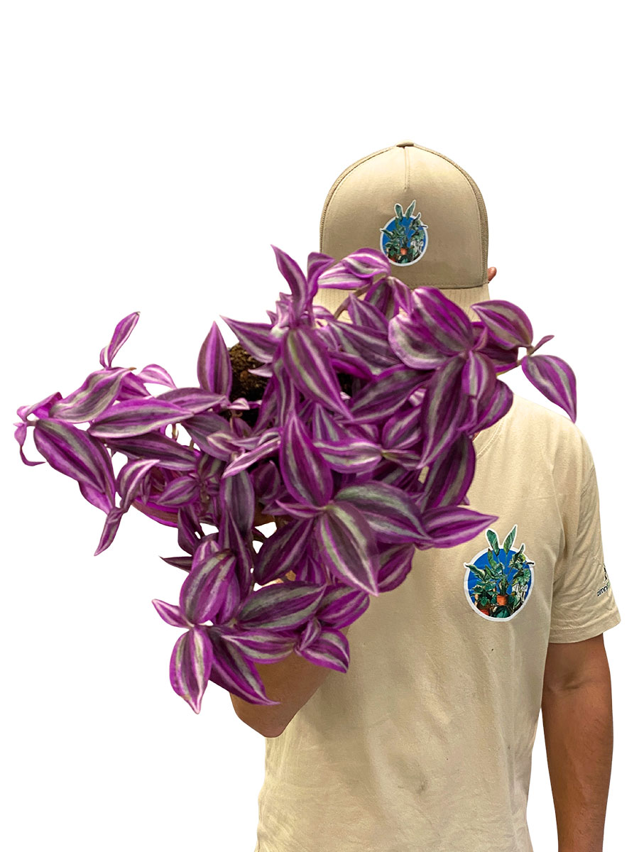 Tradescantia Zebrina Rosa Paradise