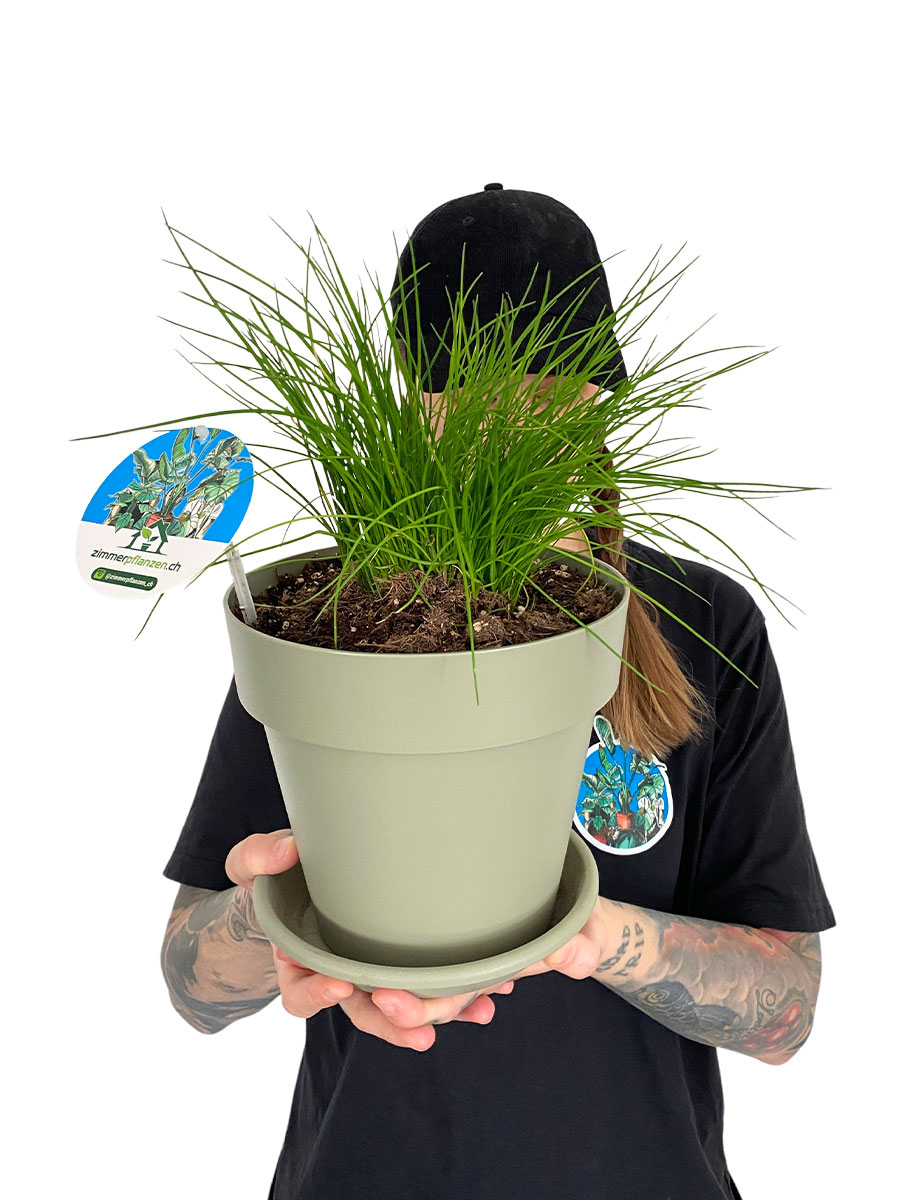Schnittlauch Bio