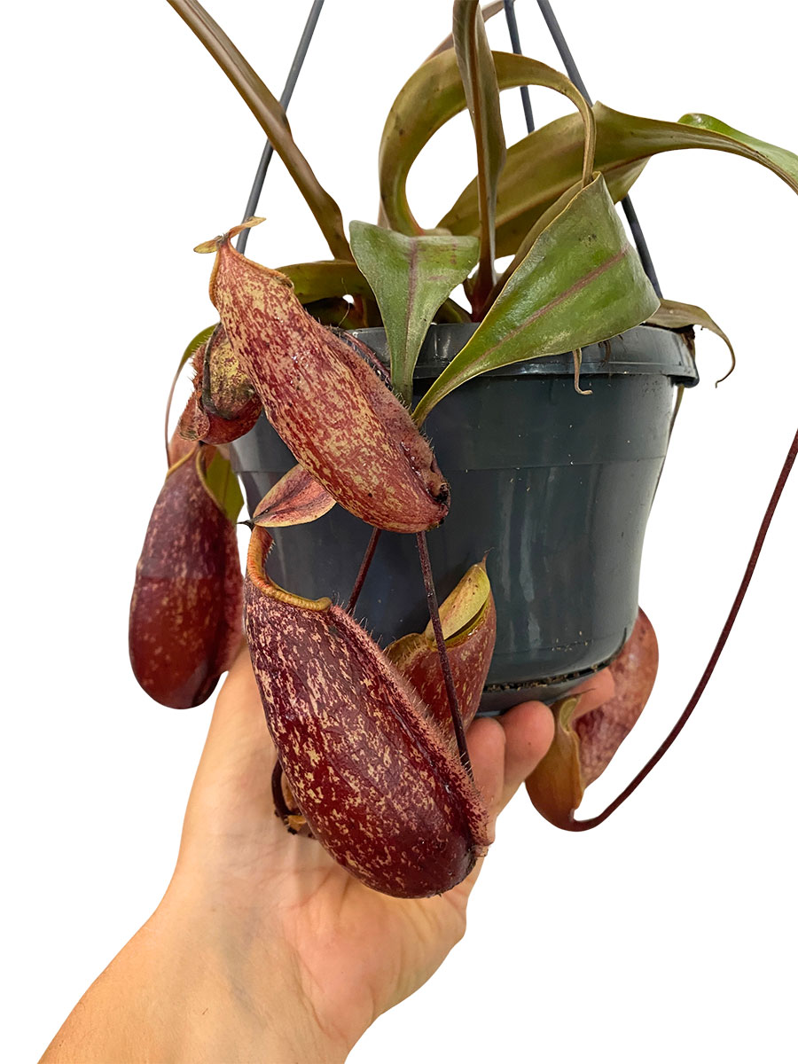 Hänger - Kannenpflanze Nepenthes St.Gaya