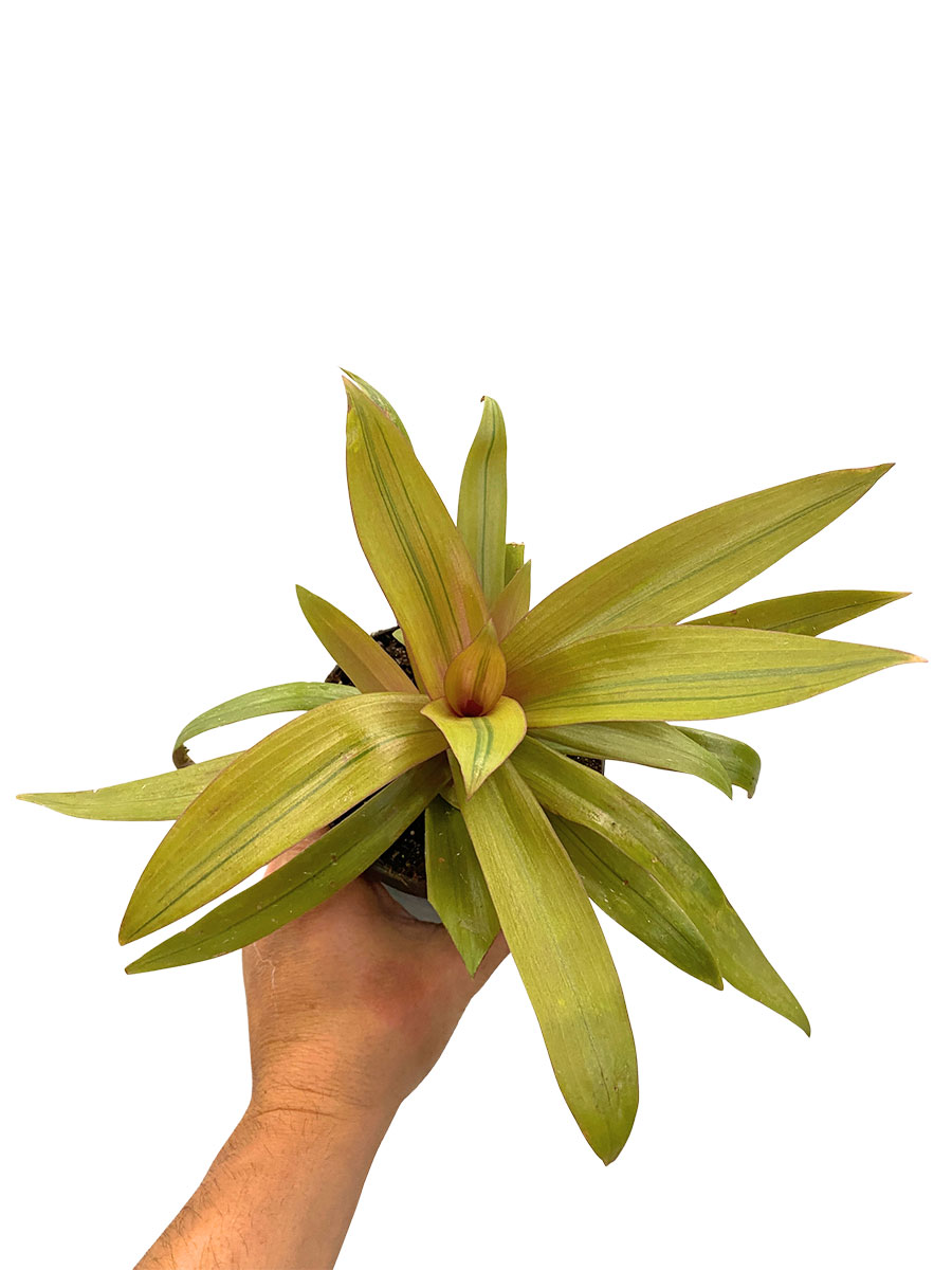 Tradescantia Spathacea Sitara Gold