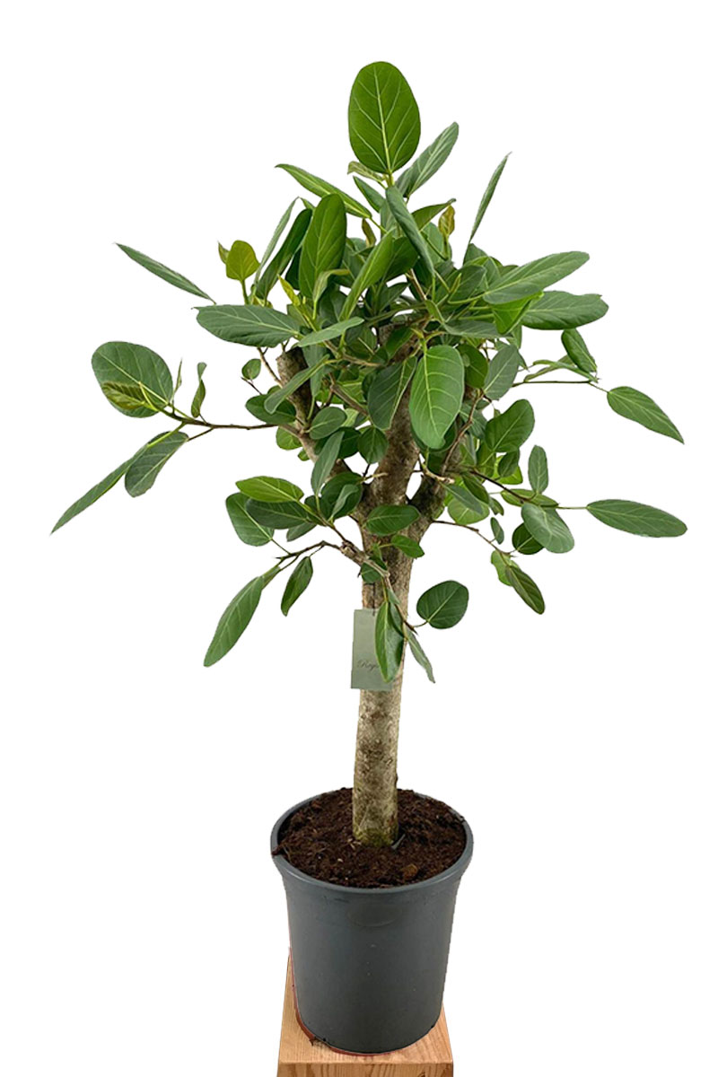 Banyanbaum Ficus Benghalensis