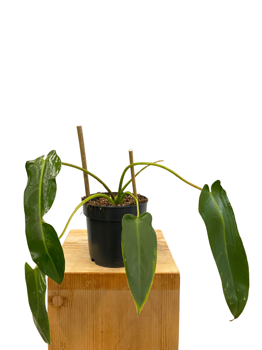 Philodendron Spiritus-Sancti