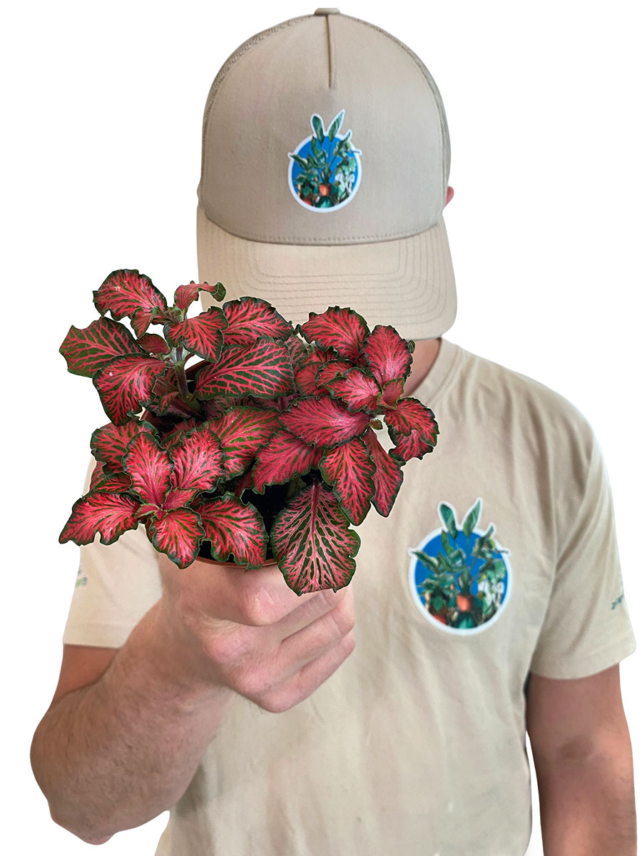 Fittonia Mosaic Tiger