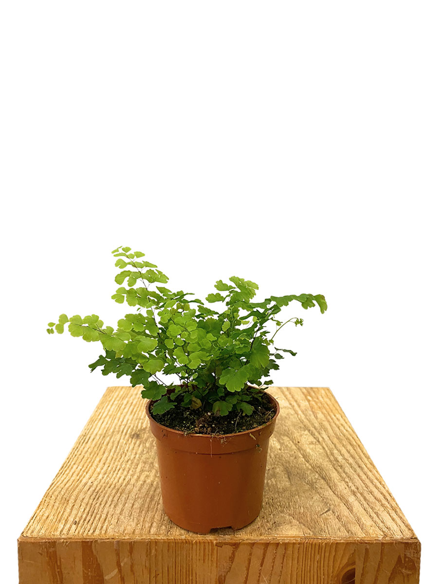 Frauenhaarfarn Adiantum Raddianum