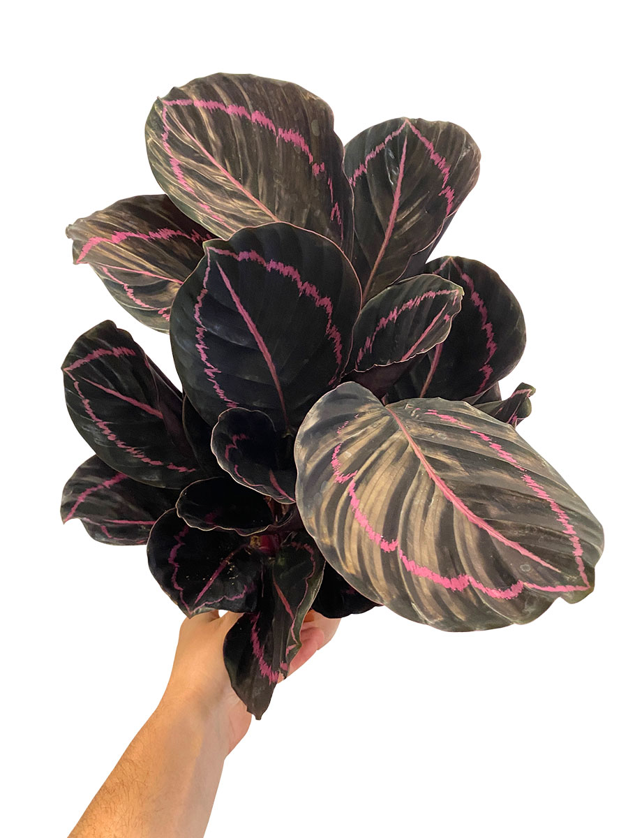 Calathea Roseopicta Dottie