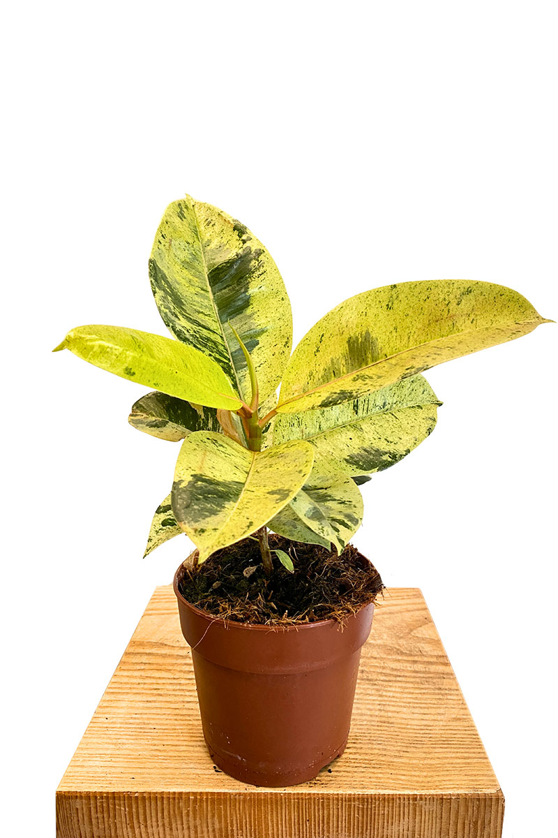 Ficus Schrijveriana