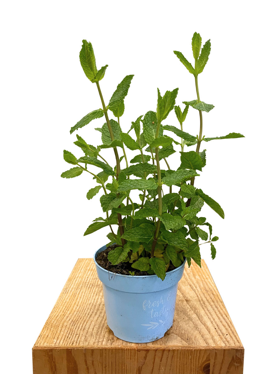 Bio Marokkanische Minze