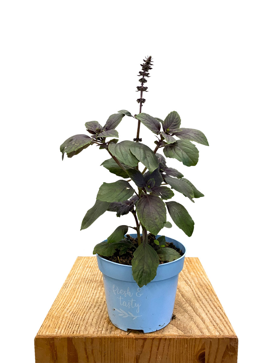 Strauchbasilikum African Blue
