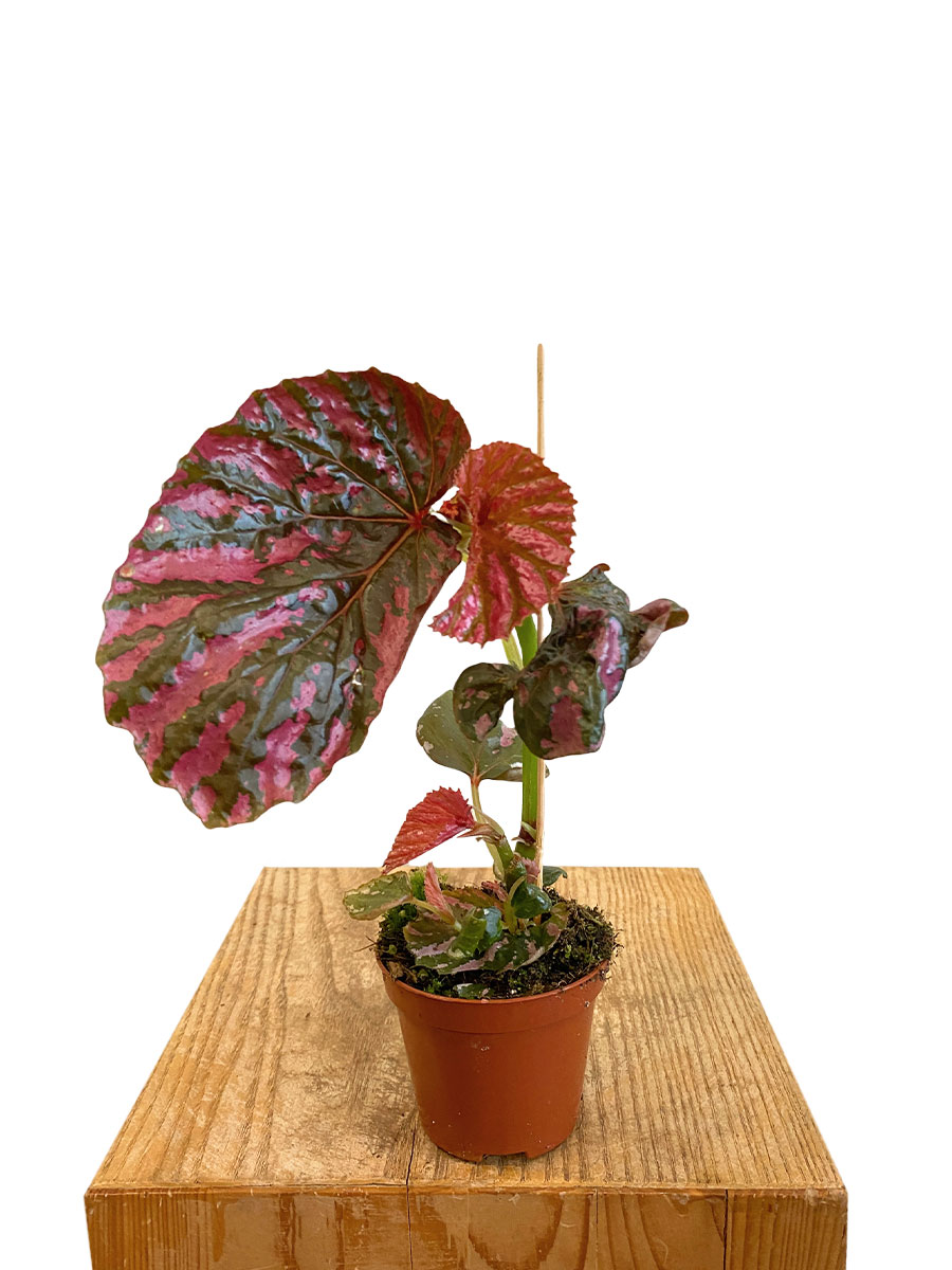 Begonia Brevirimosa