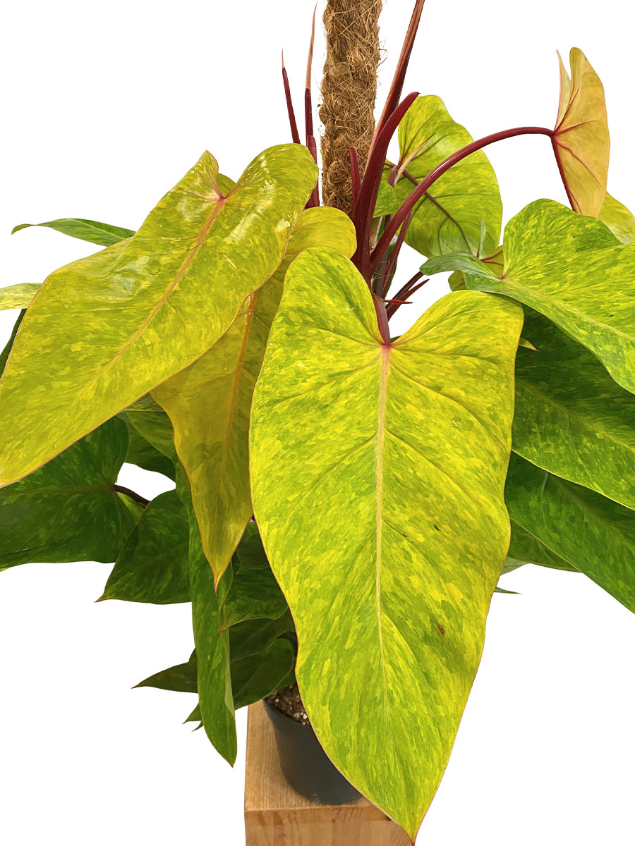 Philodendron Painted Lady XL