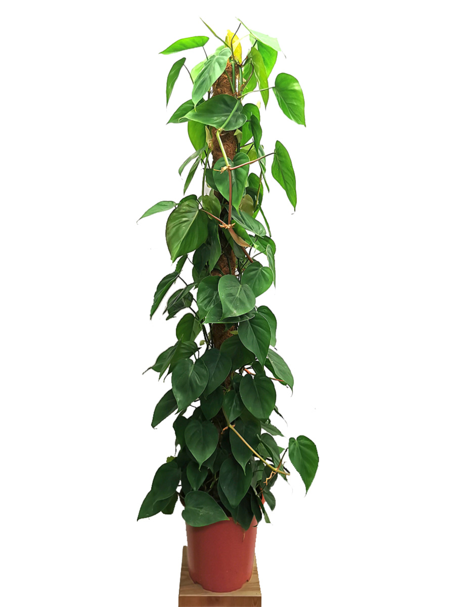 Philodendron scandens Moosstab 150cm