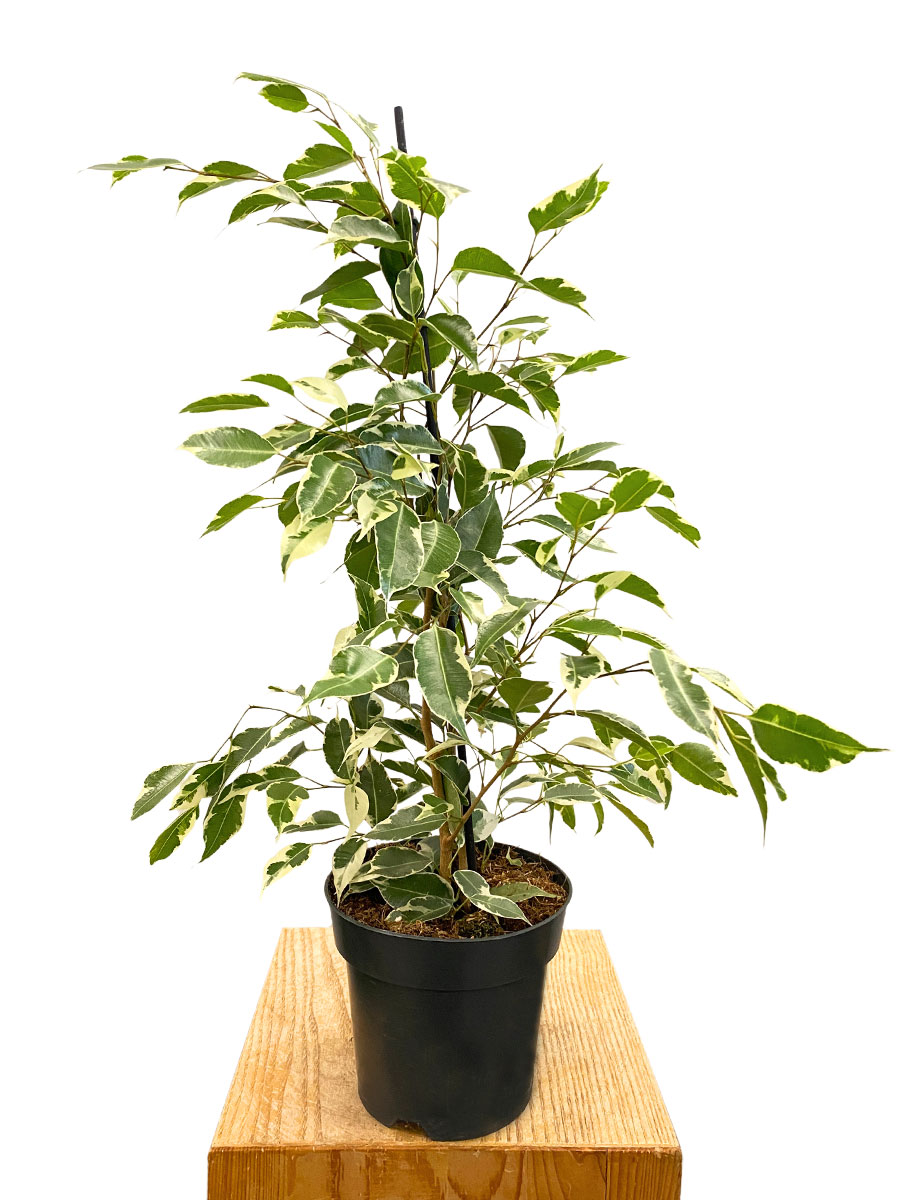 Ficus Benjamina Twilight - Ø14 cm 