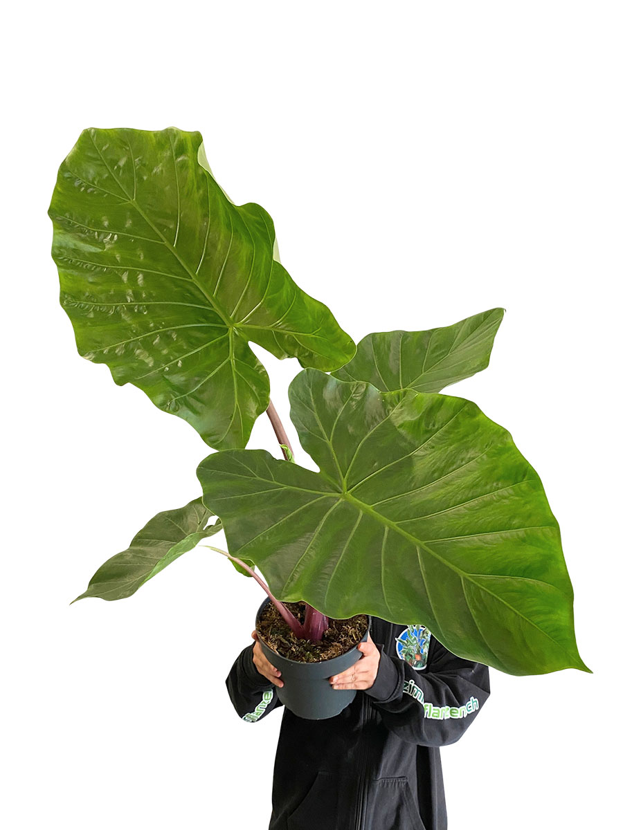 Alocasia Imperial Red