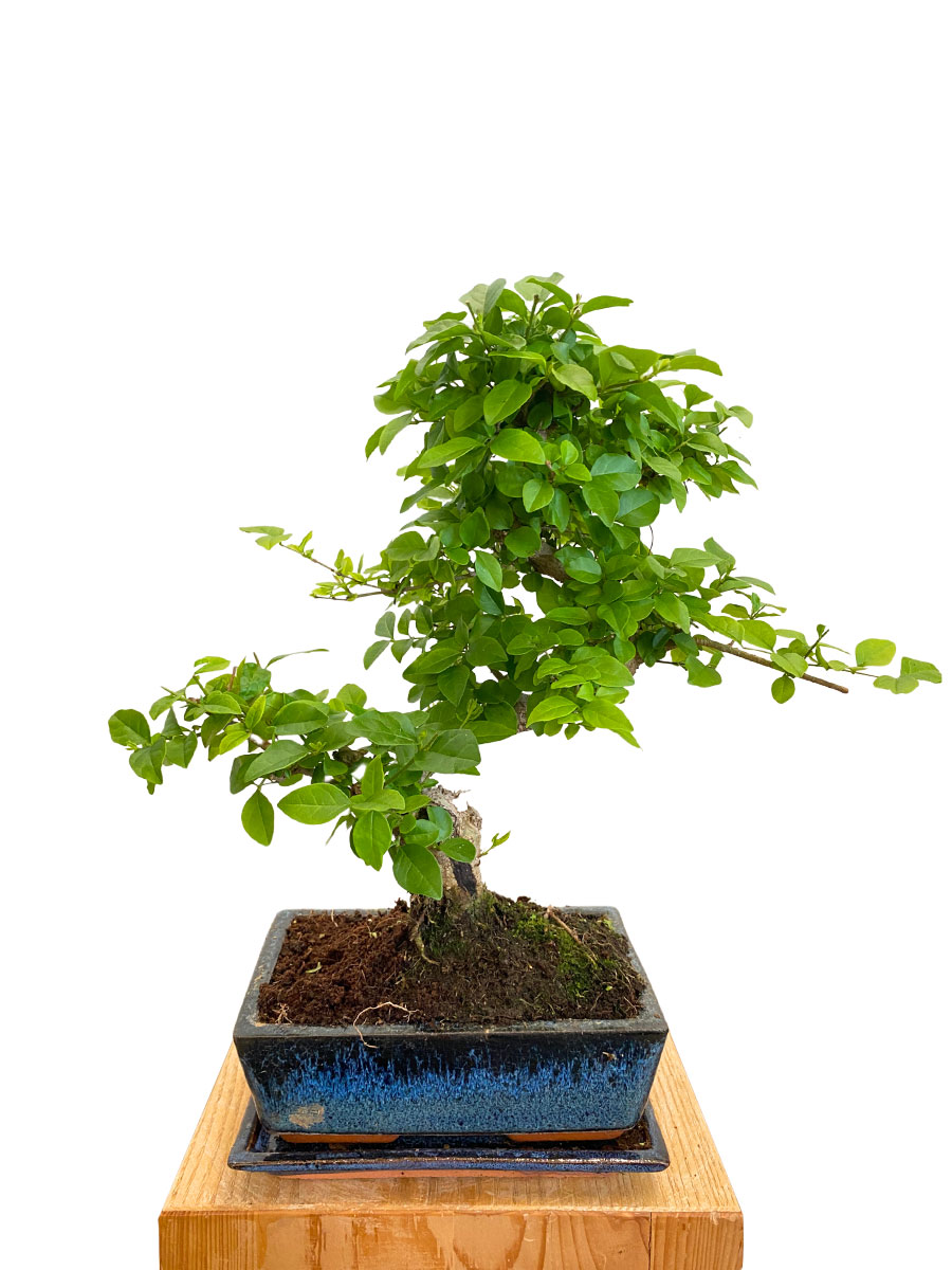 Bonsai - Ligustrum Sinense