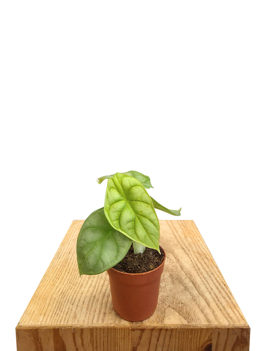 Baby Alocasia Dragon Gold