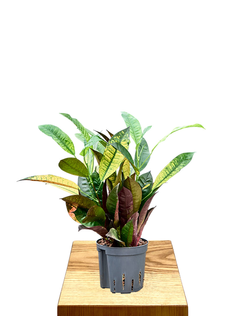 Hydro - Kroton Codiaeum Mrs Iceton