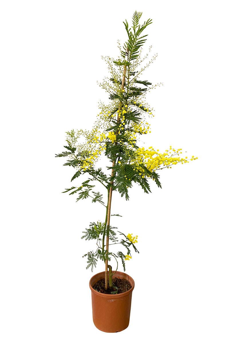 Acacia Dealbata