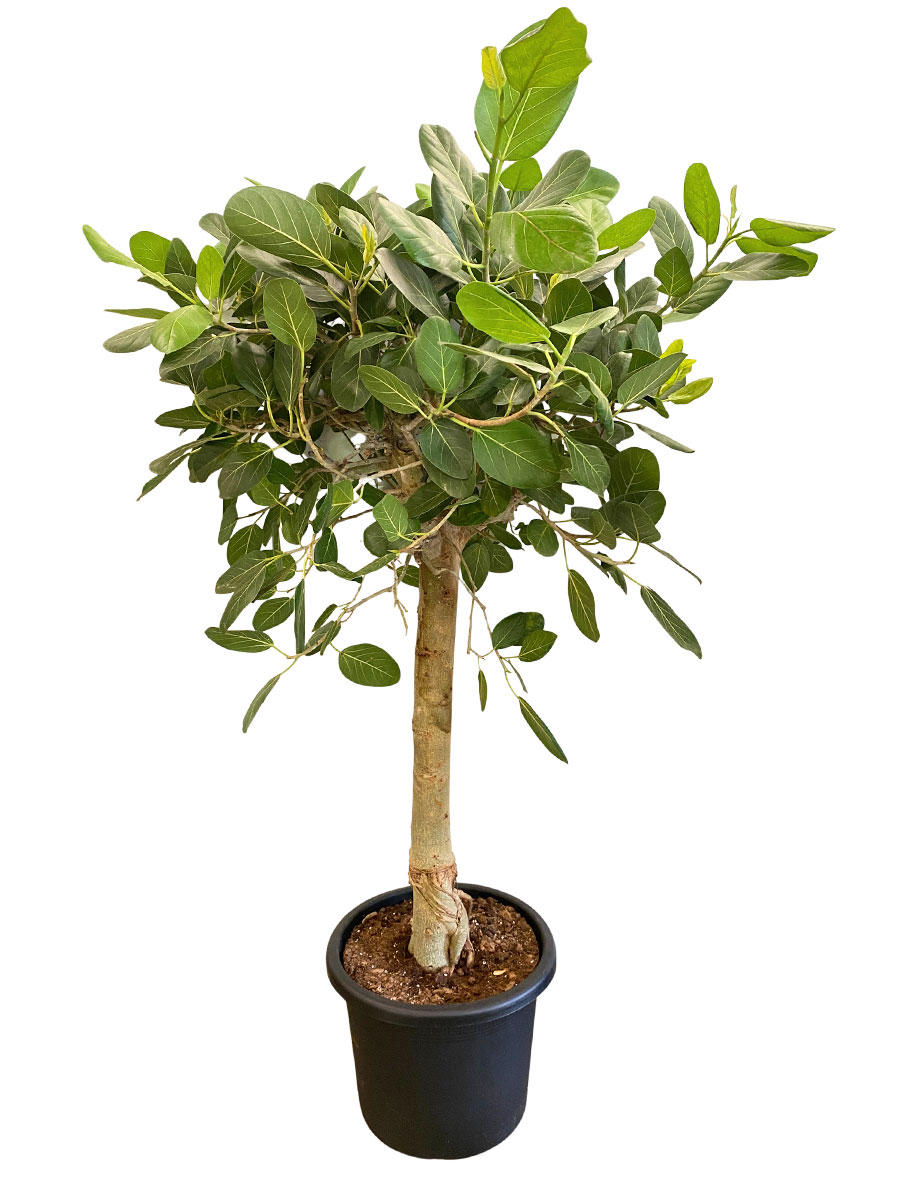 Ficus benghalensis Audrey Stamm XXL