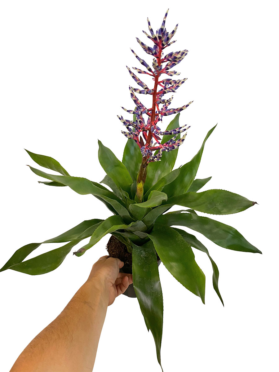 Aechmea Blue Rain