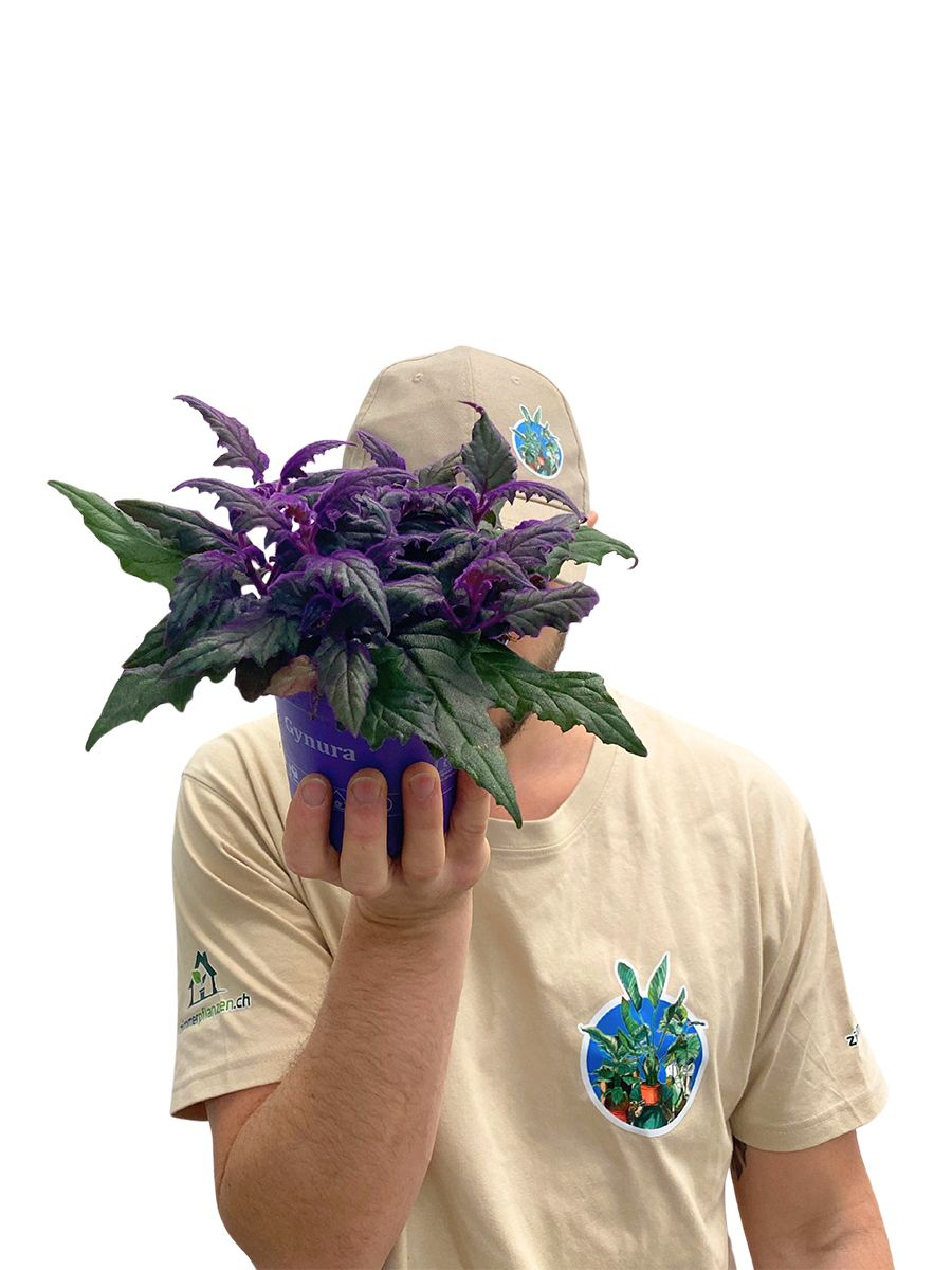 Samtpflanze Gynura Aurantiaca