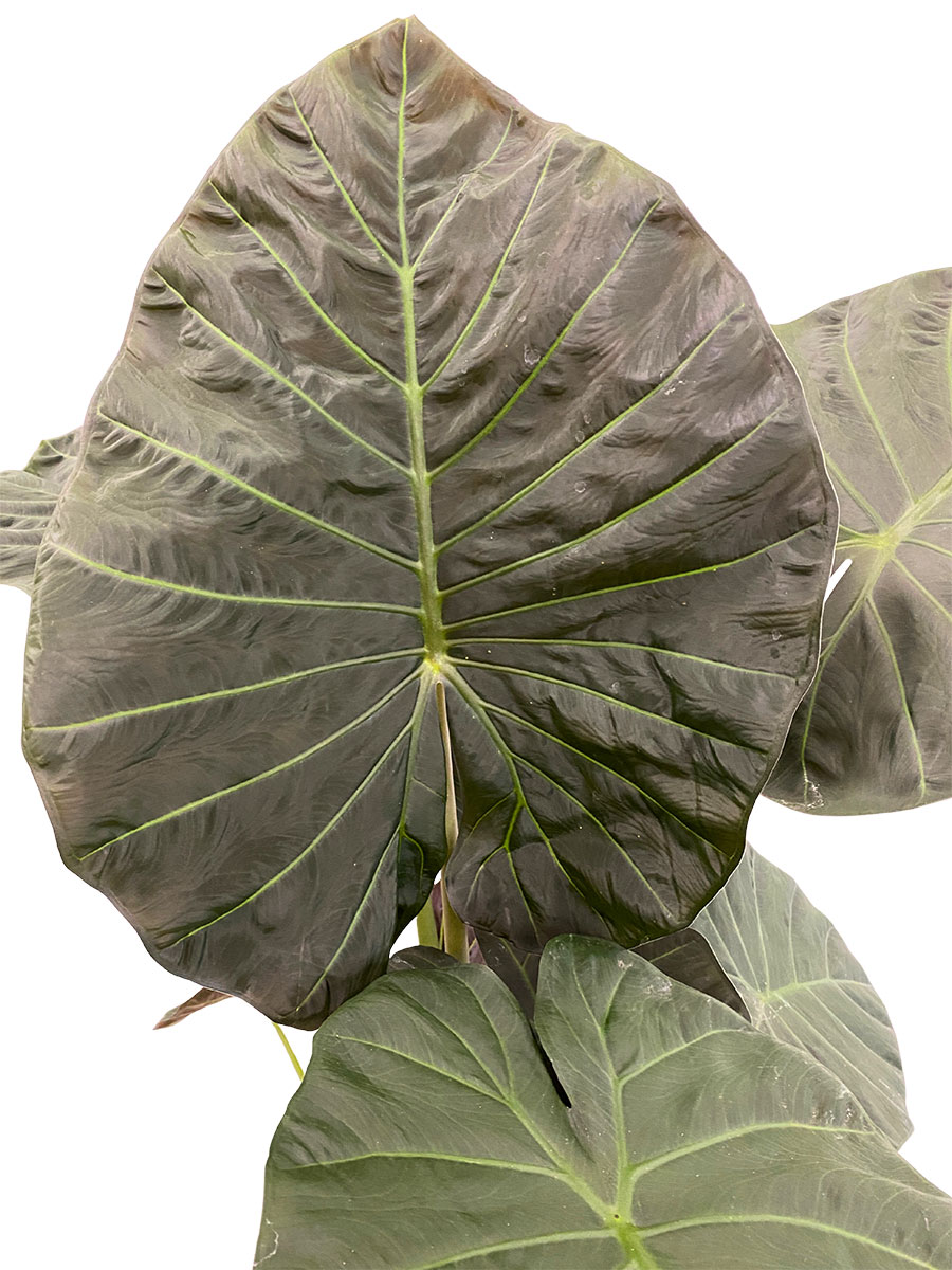 Alocasia Regal Shields