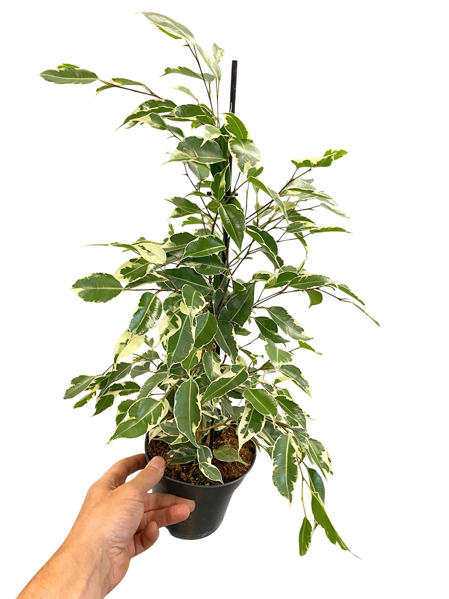 Ficus Benjamina Twilight - Ø14 cm 