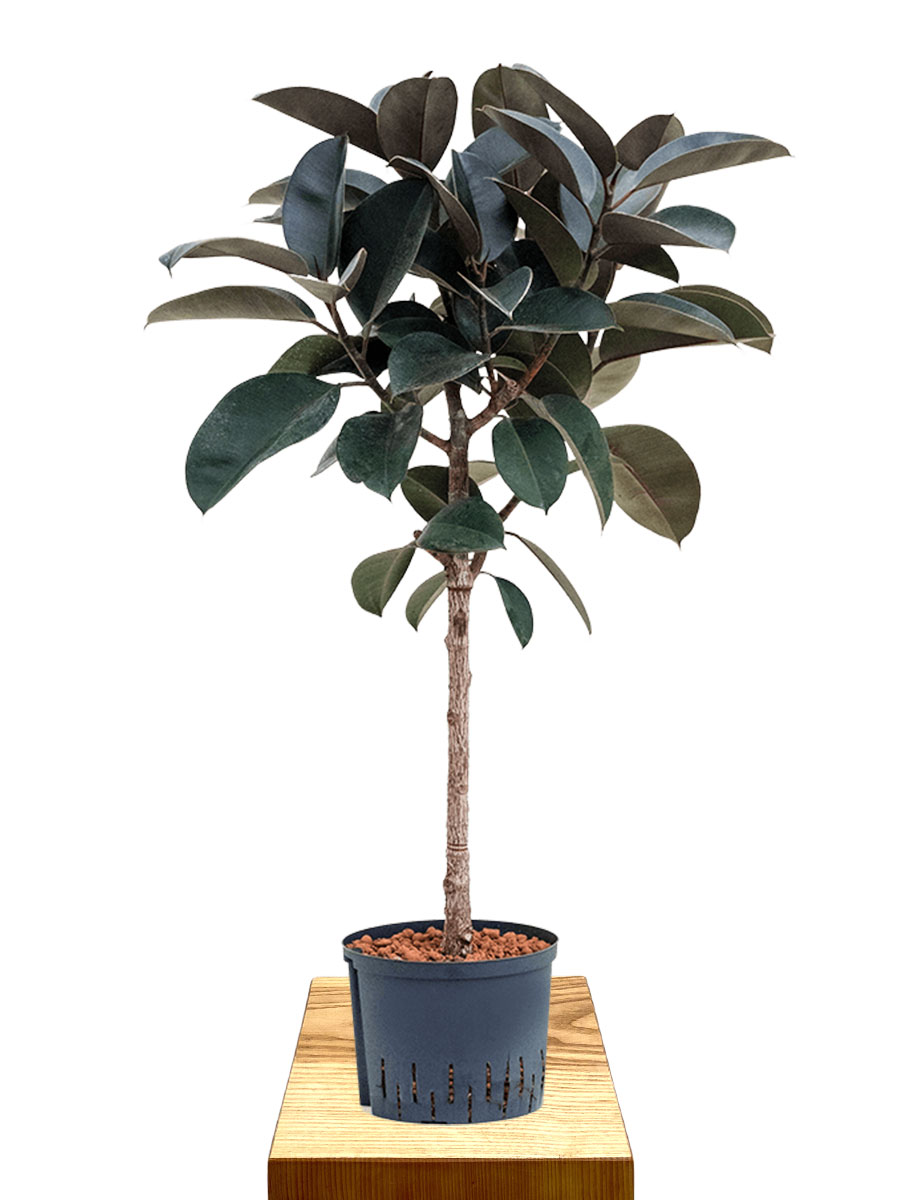 Hydro - Gummibaum Ficus Elastica Abidjan 