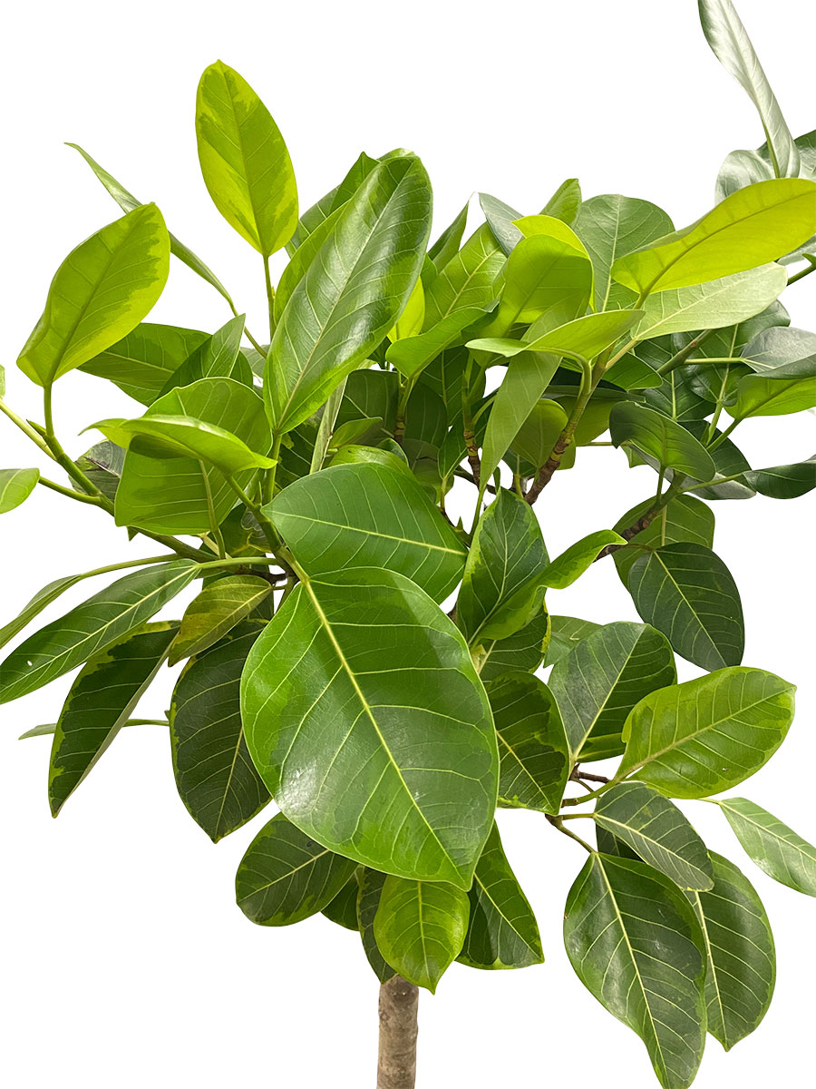 Ficus Altissima Stamm - Gross