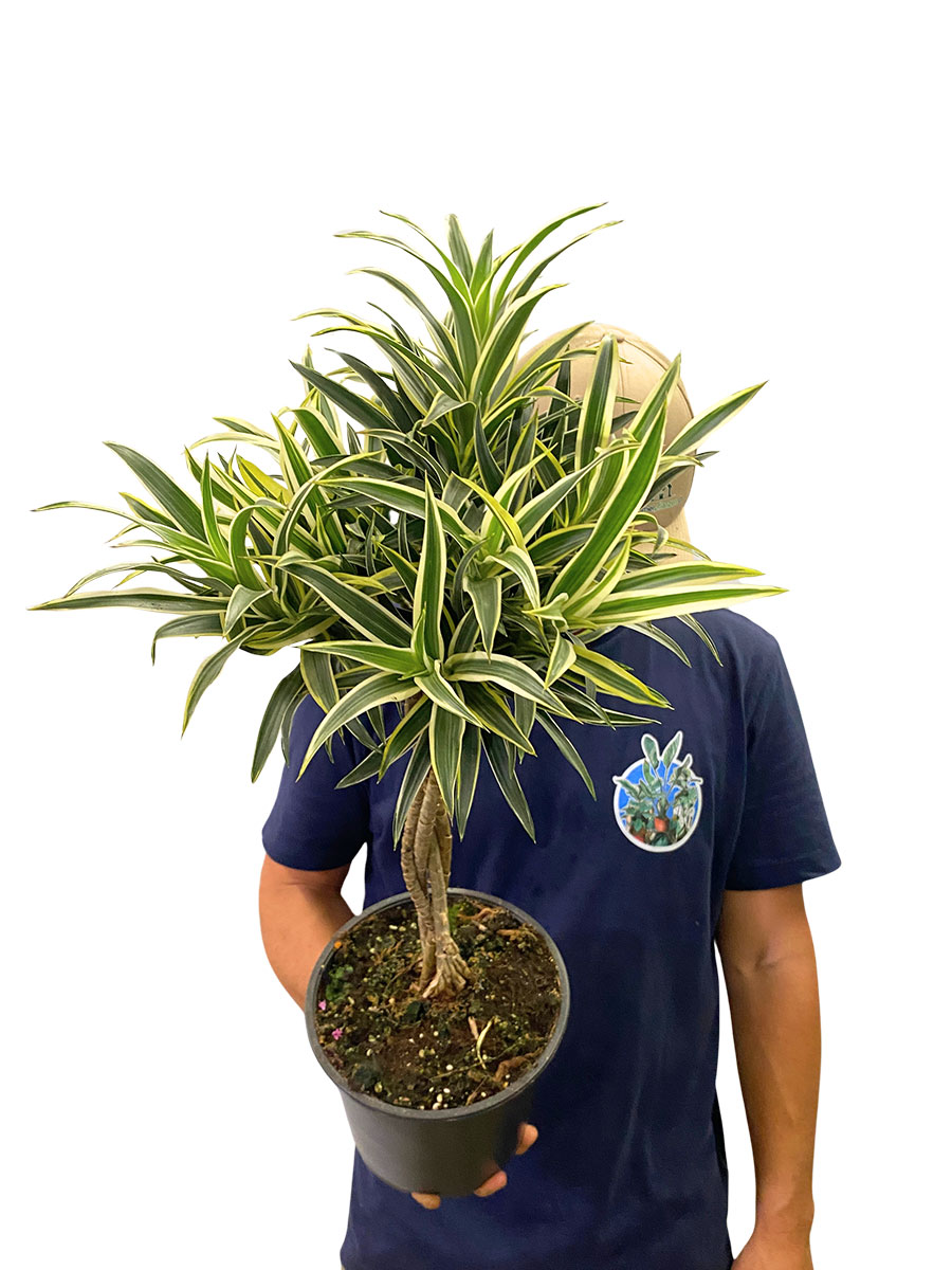Dracaena Reflexa Valentina Geflochten