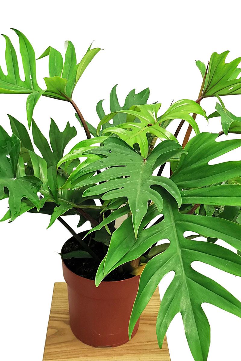 Philodendron Mayoi XL