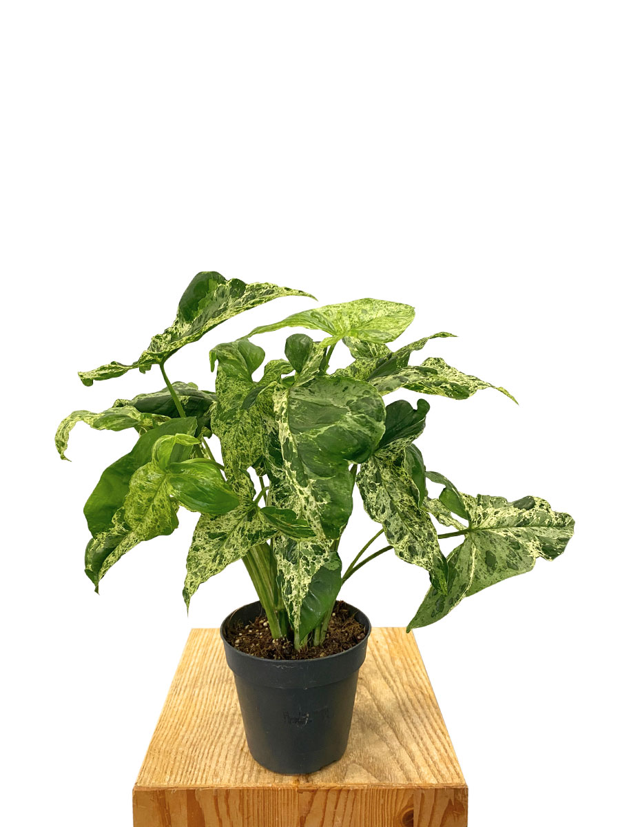 Syngonium Mottled