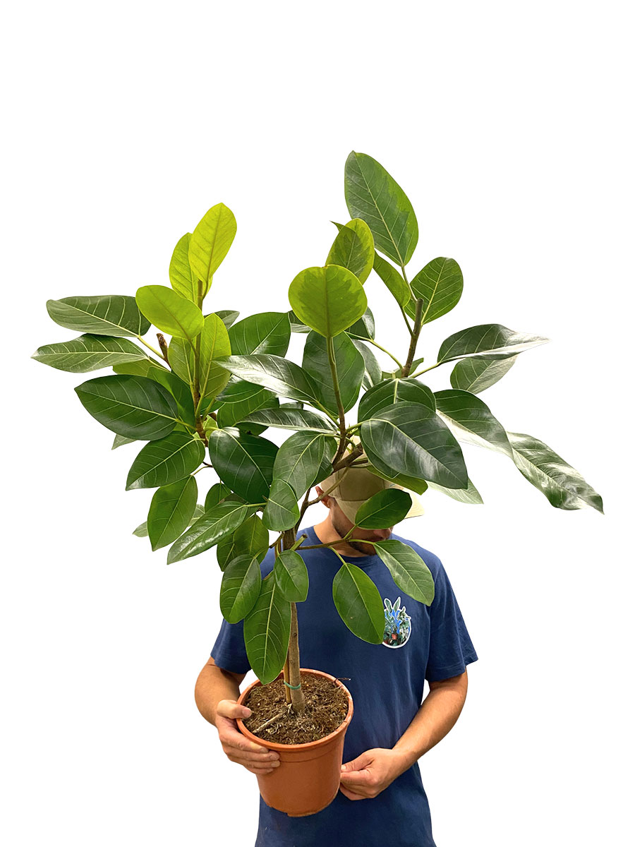 Ficus Altissima