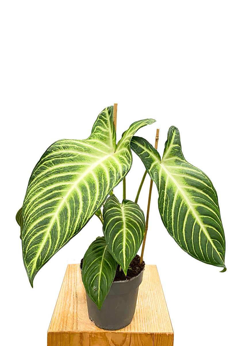Xanthosoma Lindenii 'Angel Wing'