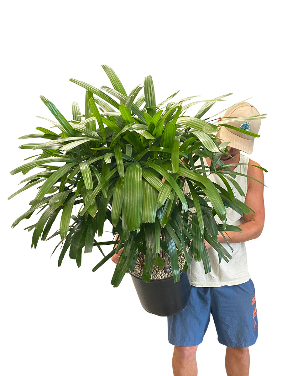 Steckenpalme Rhapis excelsa