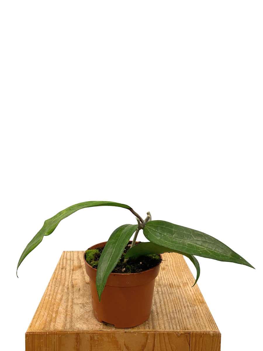 Hoya Cinnamomifolia