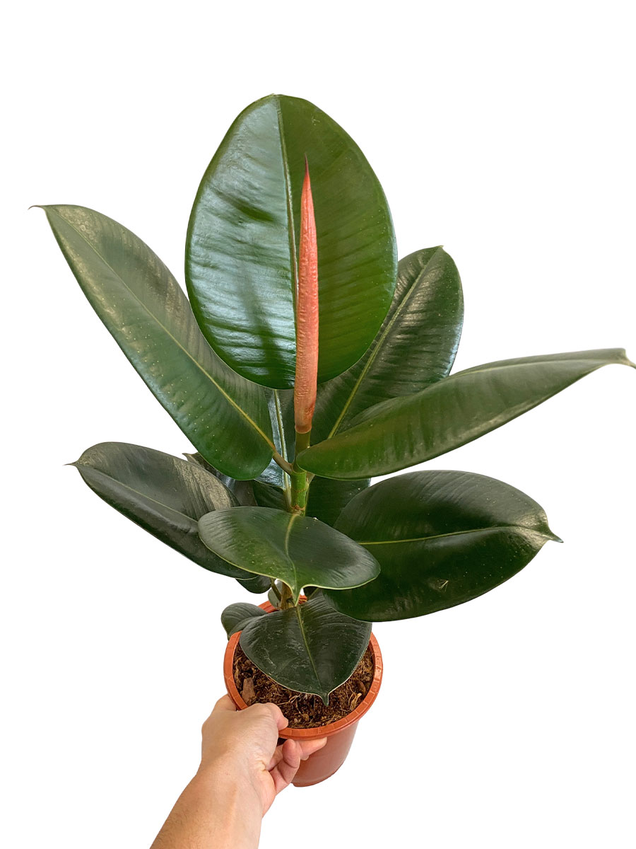 Ficus Elastica Robusta