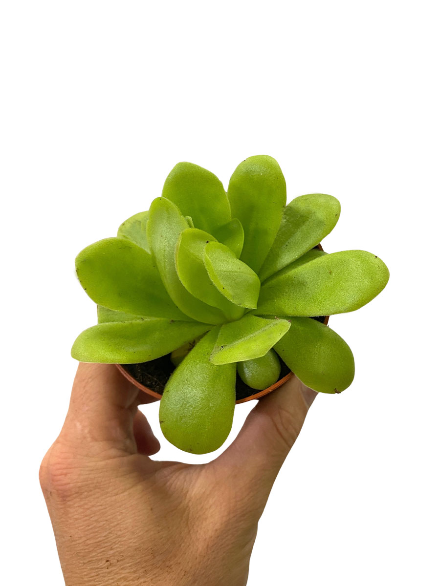 Fettkraut Pinguicula Fleischfressende Pflanze
