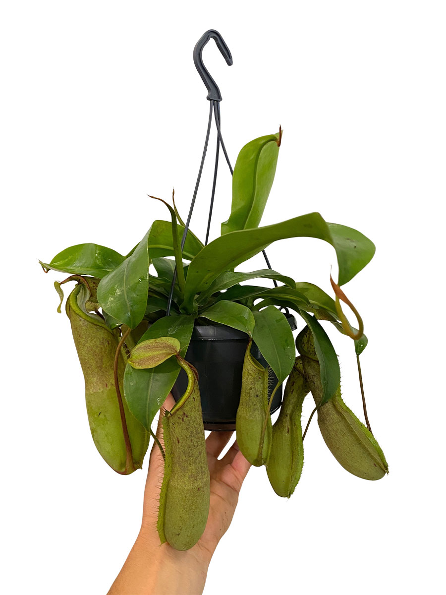 Hänger - Kannenpflanze Nepenthes Louisa