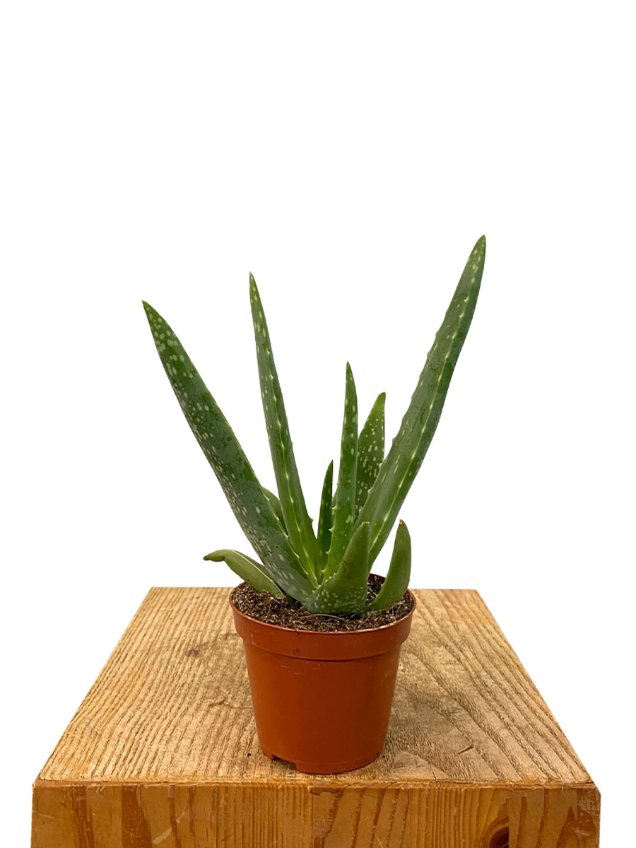 Baby Aloe vera bio - Ø8.5 cm
