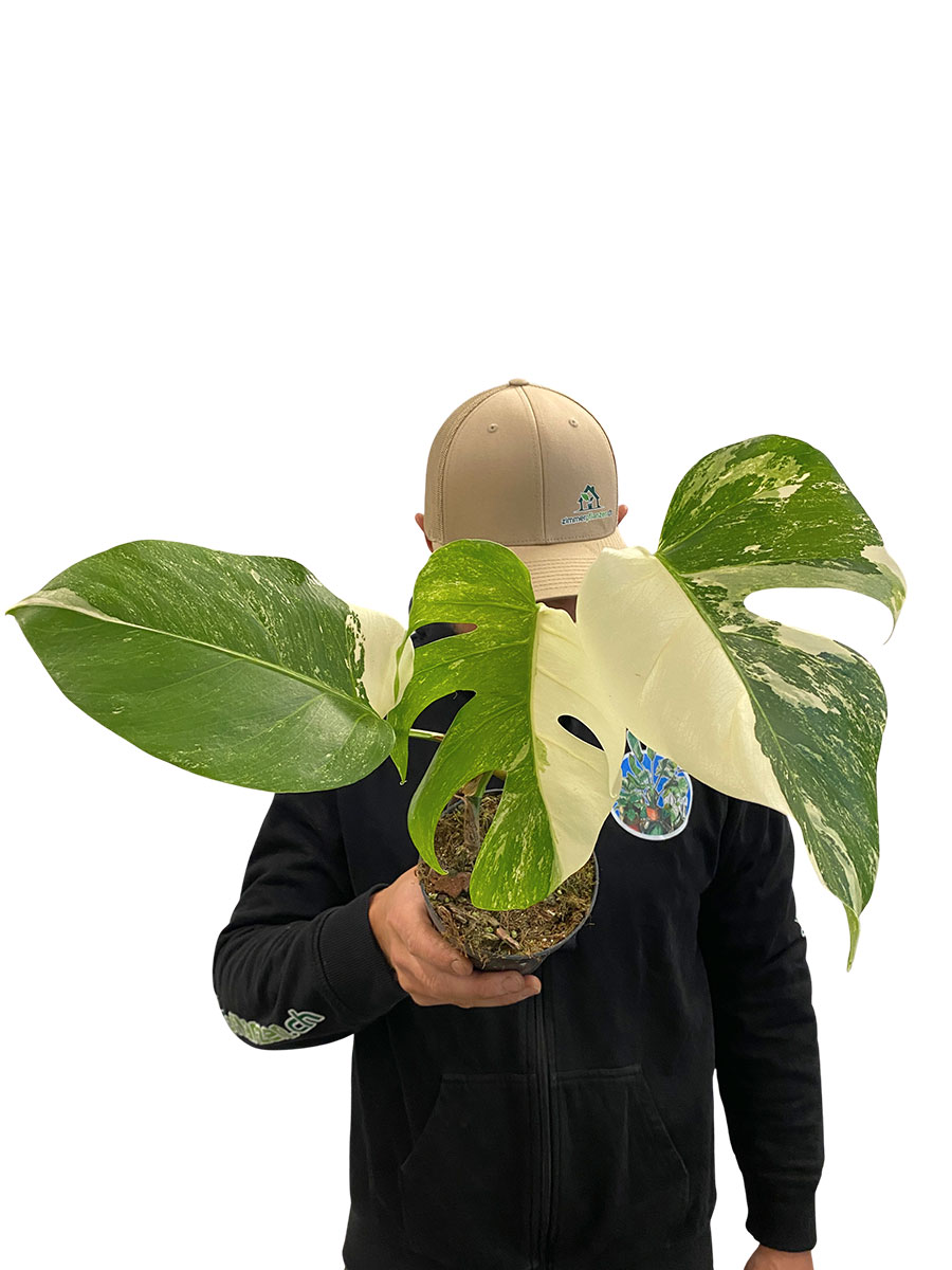 Monstera Variegata Half Moon