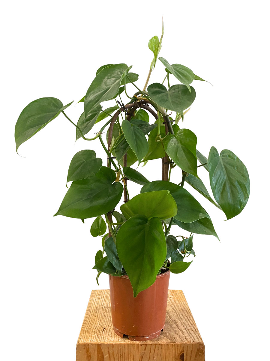 Philodendron Scandens - Ø14 cm