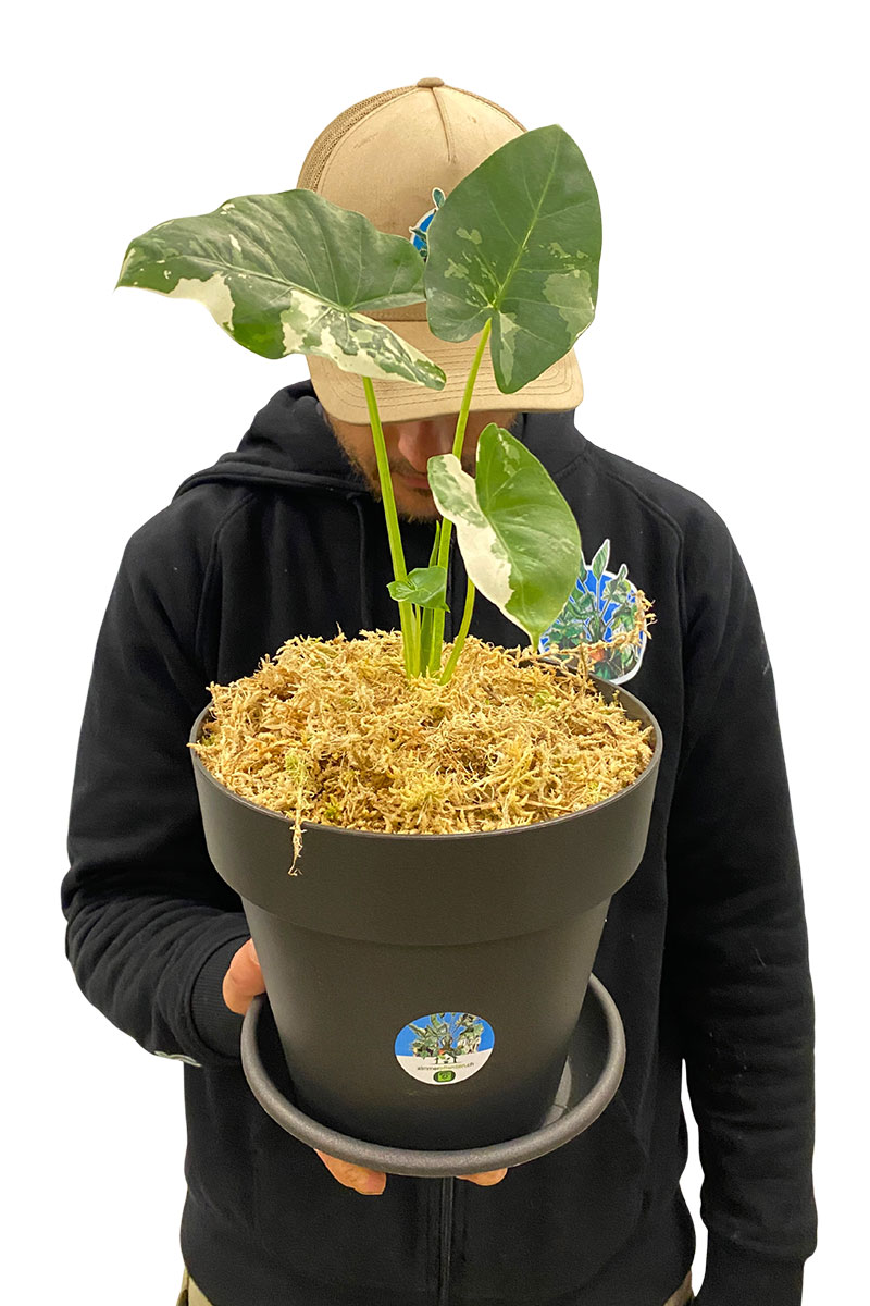 Alocasia Macrorrhiza Variegata
