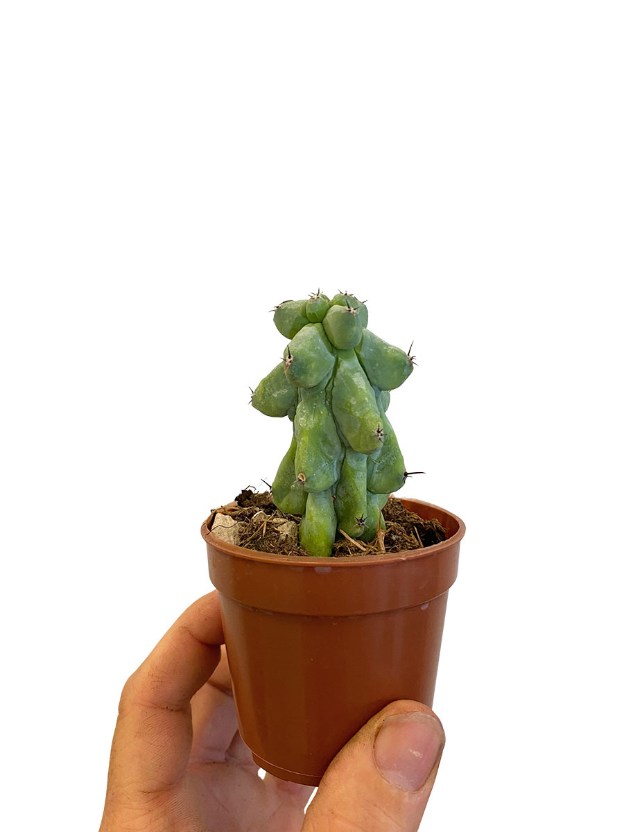 Baby Myrtillocactus Geometrizans Boobie