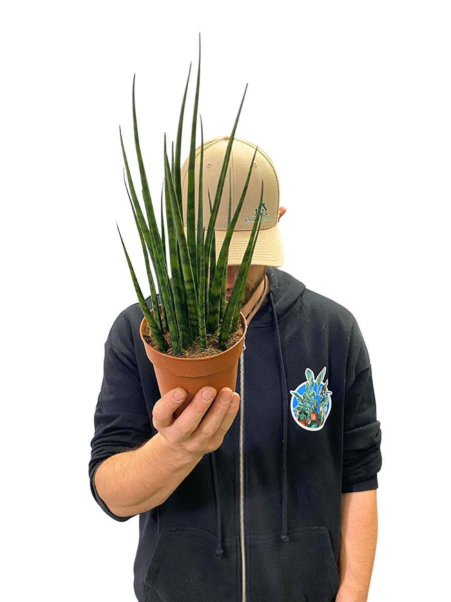 Bogenhanf Sansevieria Fernwood