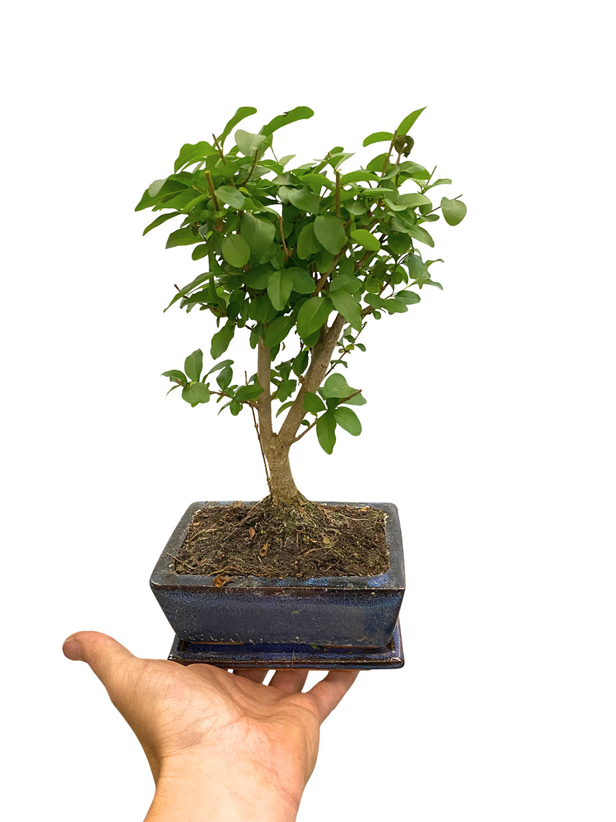 Bonsai Ligustrum Sinense - Ø15 cm