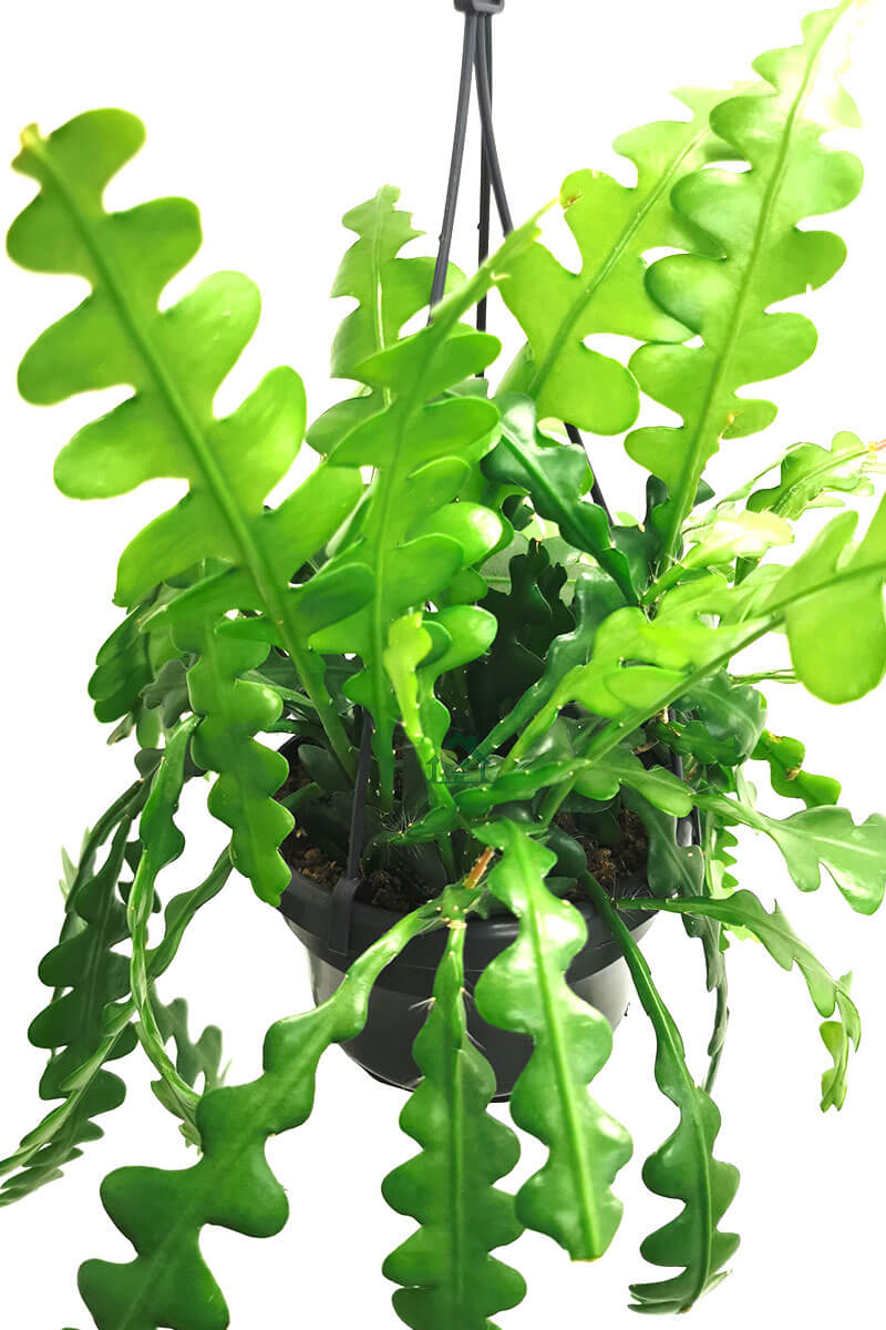 Ephiphyllum Hänger Zimmerpflanzen online kaufen