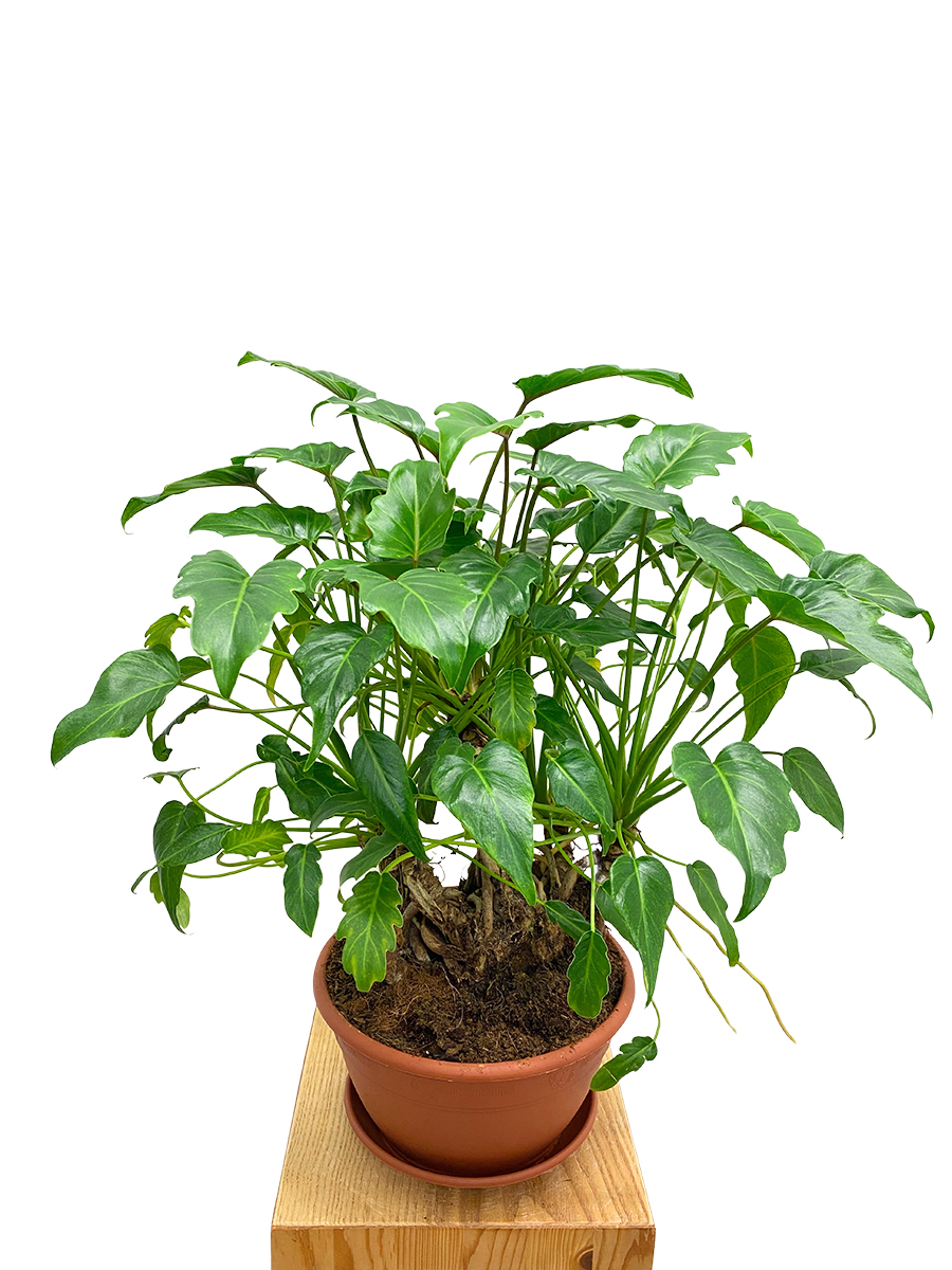 Philodendron Xanadu - 6 jährige Pflanze