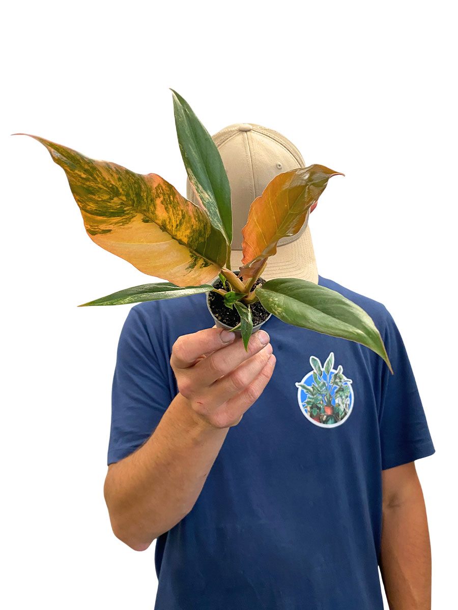 Baby Philodendron Caramel Marble