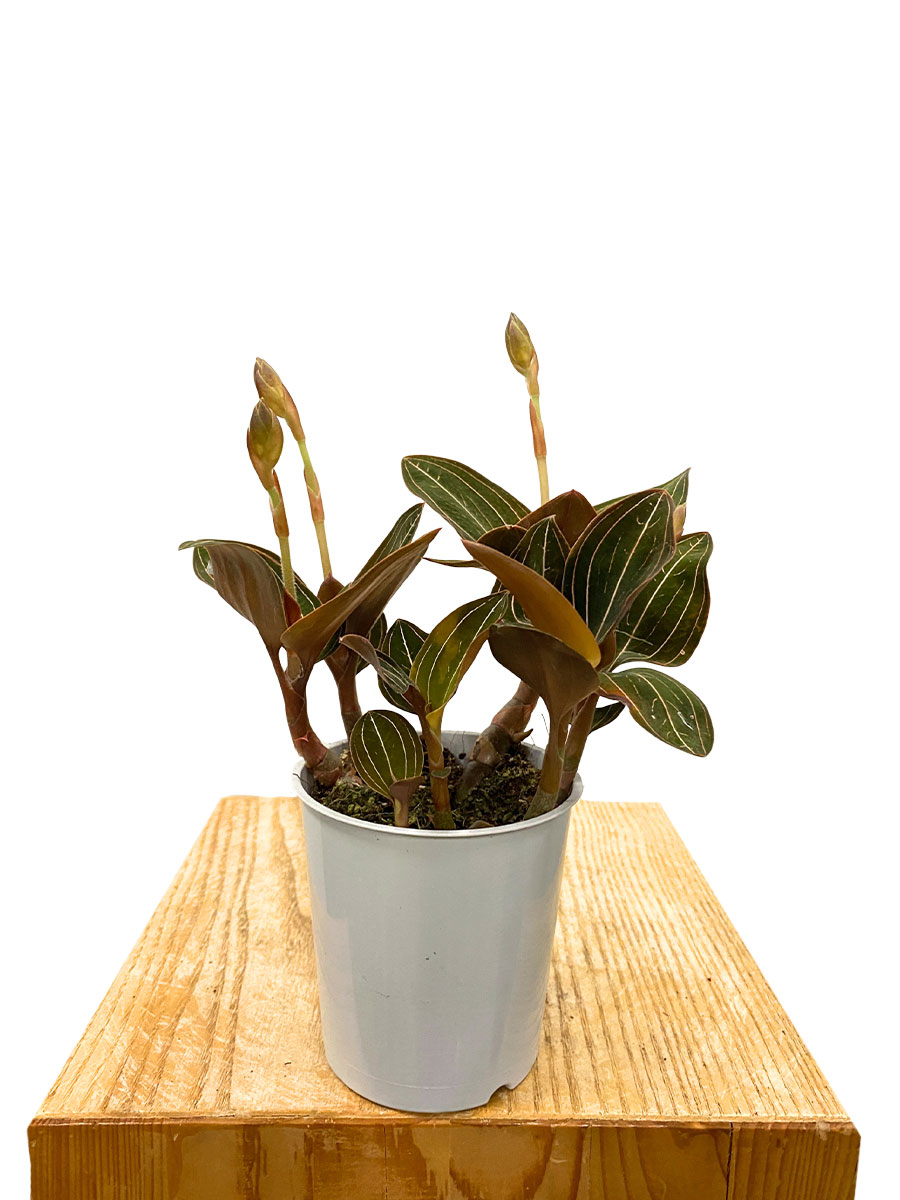 Juwelorchidee Ludisia Discolor 