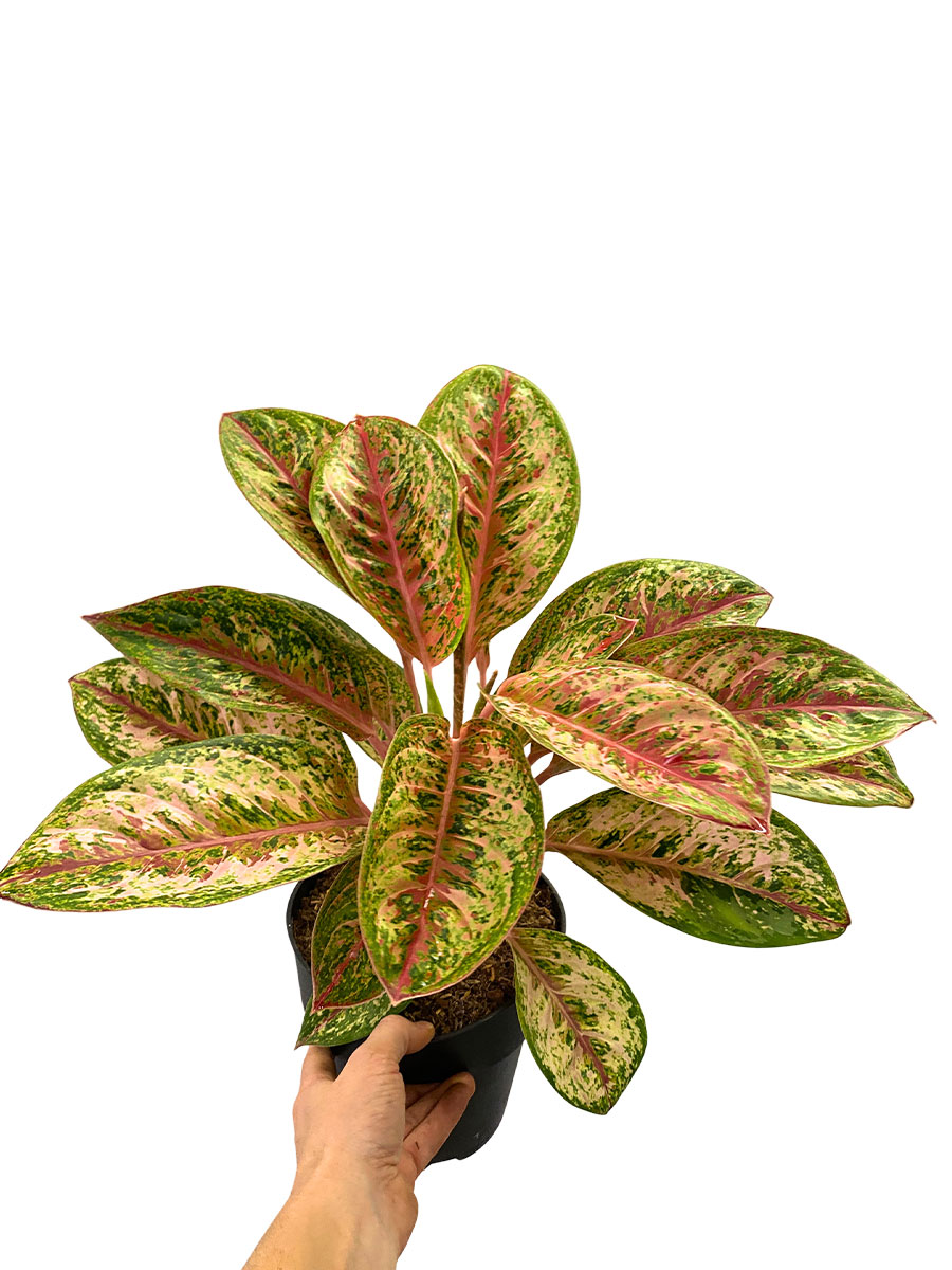 Aglaonema Painted Celebration